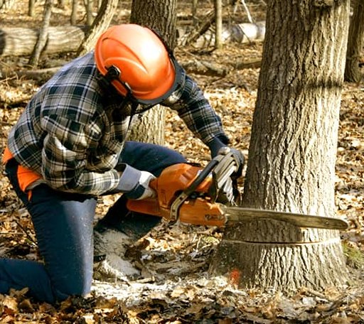 Tree Removal in Monmouth, ME